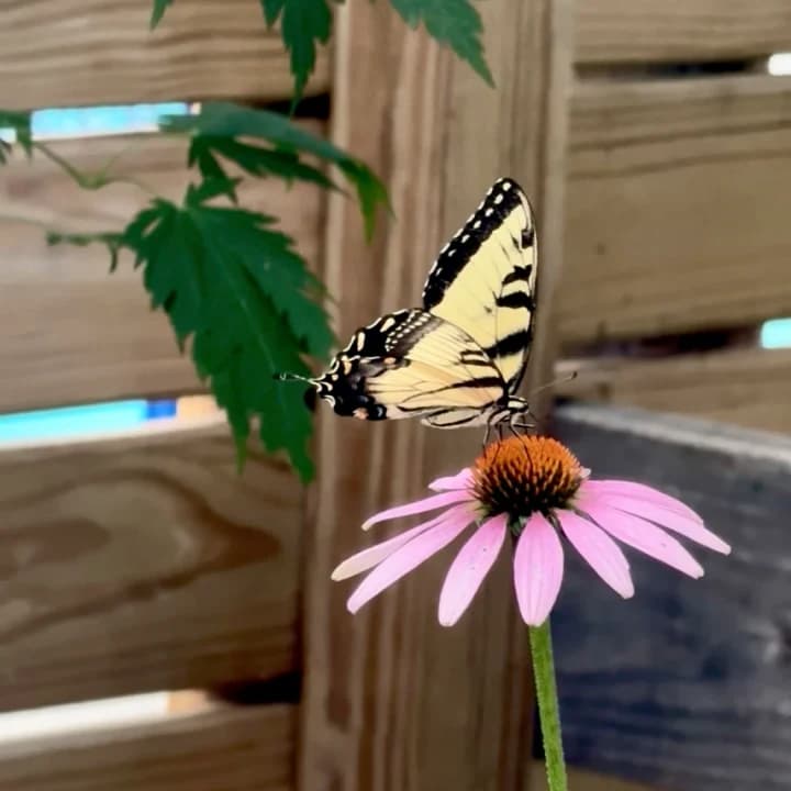 Cottage Color selected from Jennica Kassabian's plant and garden photography.