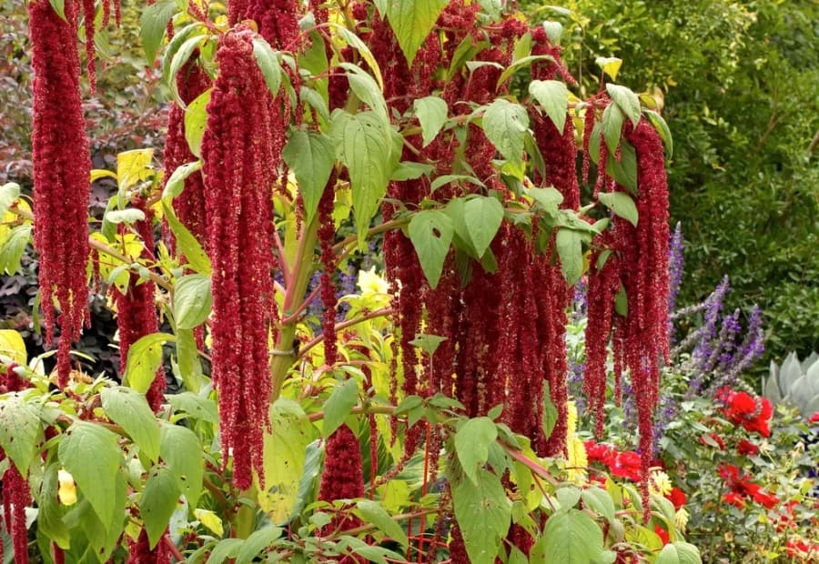 Featured Color selected from Jennica Kassabian's plant and garden photography.