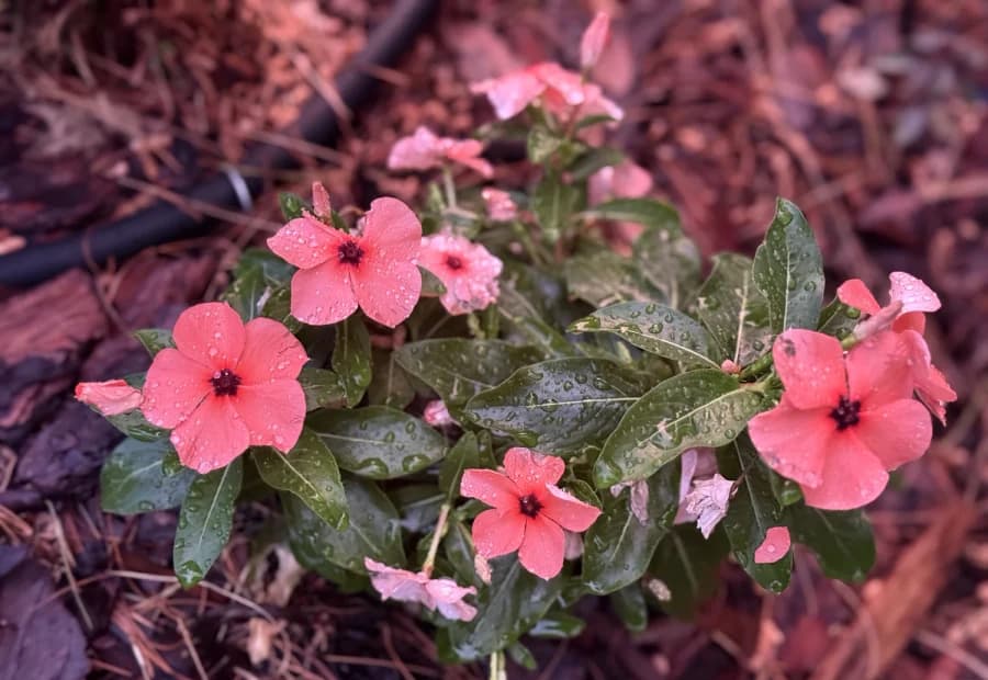 Coaching selected from Jennica Kassabian's plant and garden photography.