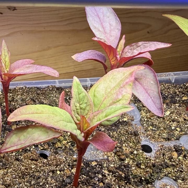 Cottage Color selected from Jennica Kassabian's plant and garden photography.