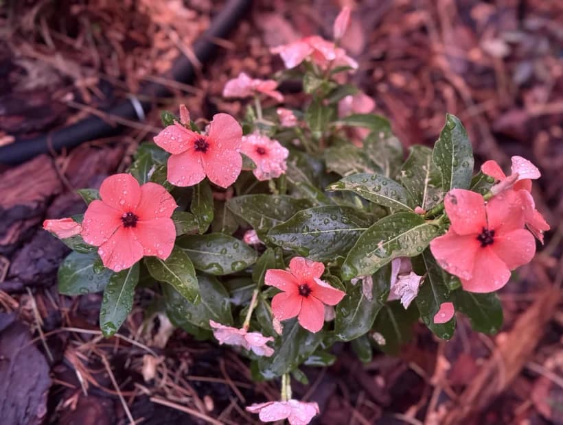 Cottage Color selected from Jennica Kassabian's plant and garden photography.