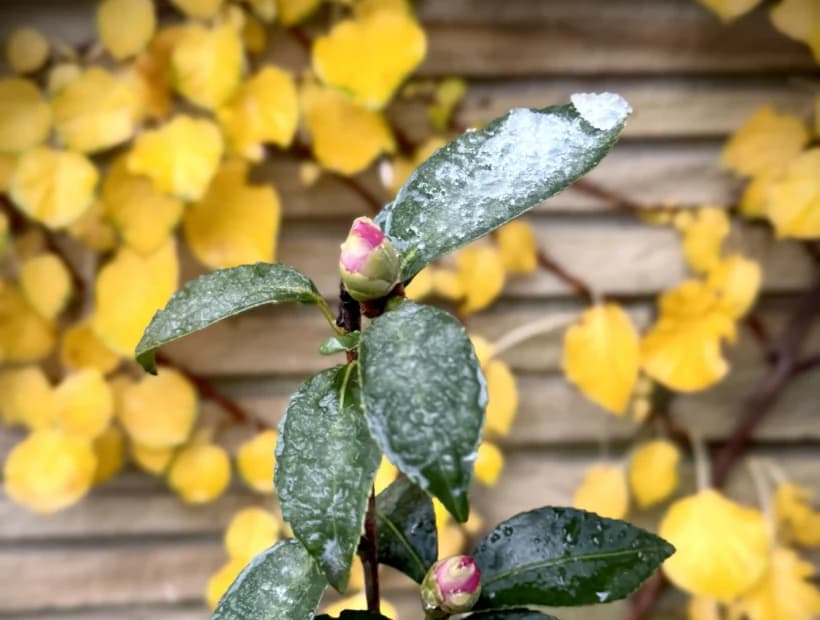 Cottage Color selected from Jennica Kassabian's plant and garden photography.