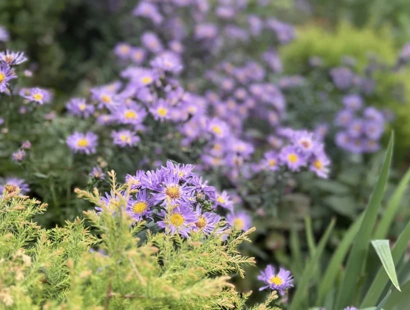 Four Season Structure selected from Jennica Kassabian's plant and garden photography.