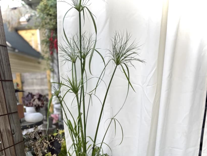 Four Season Structure selected from Jennica Kassabian's plant and garden photography.