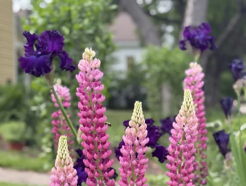 Four Season Structure selected from Jennica Kassabian's plant and garden photography.