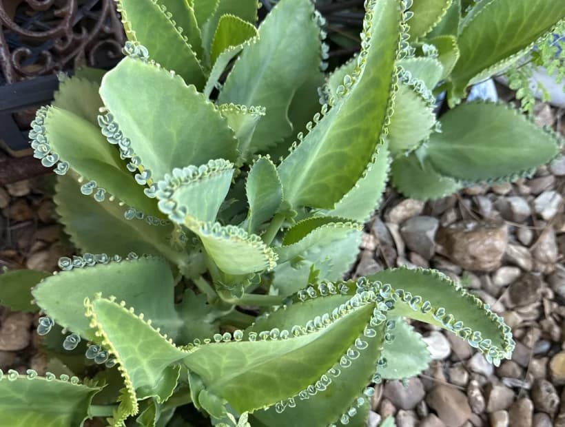 Four Season Structure selected from Jennica Kassabian's plant and garden photography.