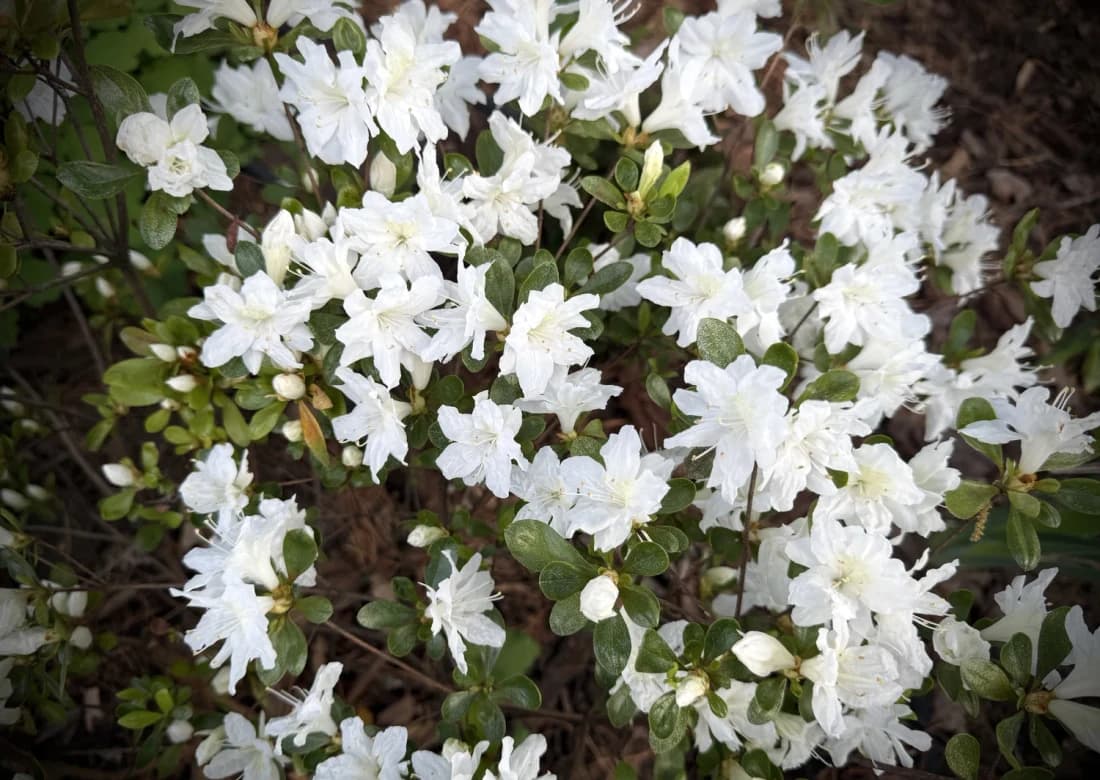 Intro Accent selected from Jennica Kassabian's plant and garden photography.
