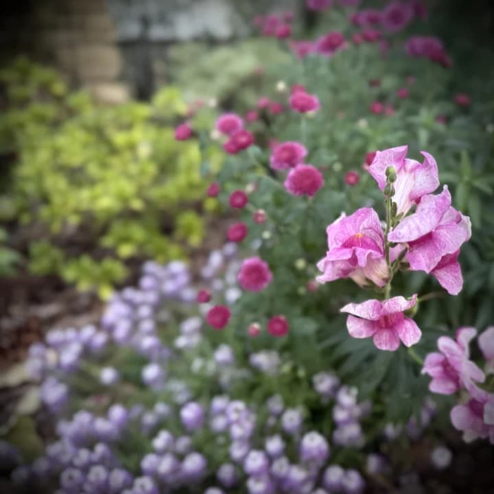 Moody Botanicals selected from Jennica Kassabian's plant and garden photography.