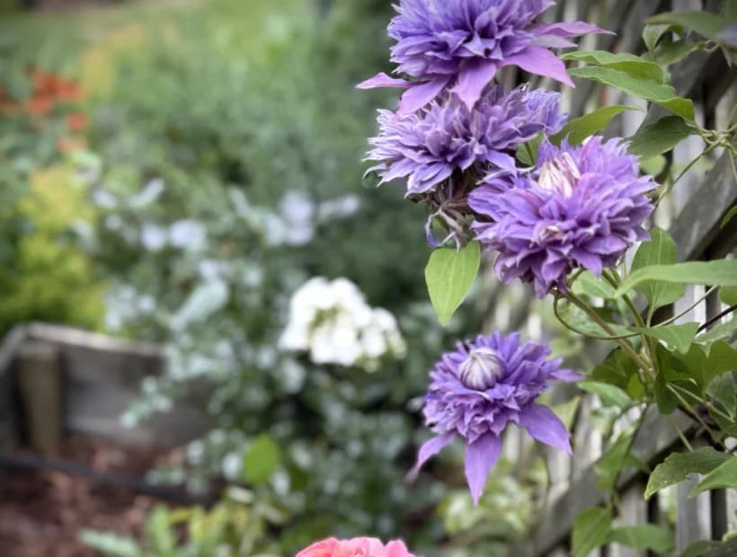 Moody Botanicals selected from Jennica Kassabian's plant and garden photography.