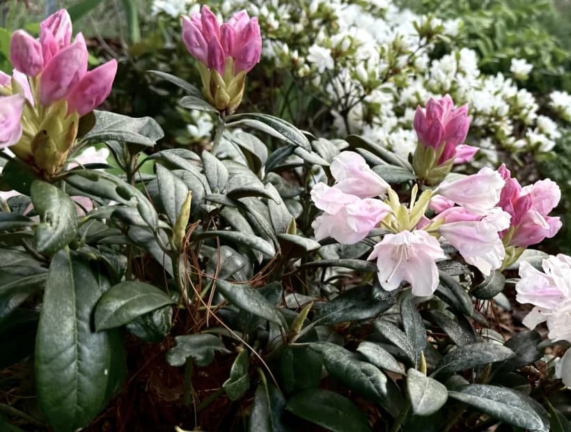 Moody Botanicals selected from Jennica Kassabian's plant and garden photography.