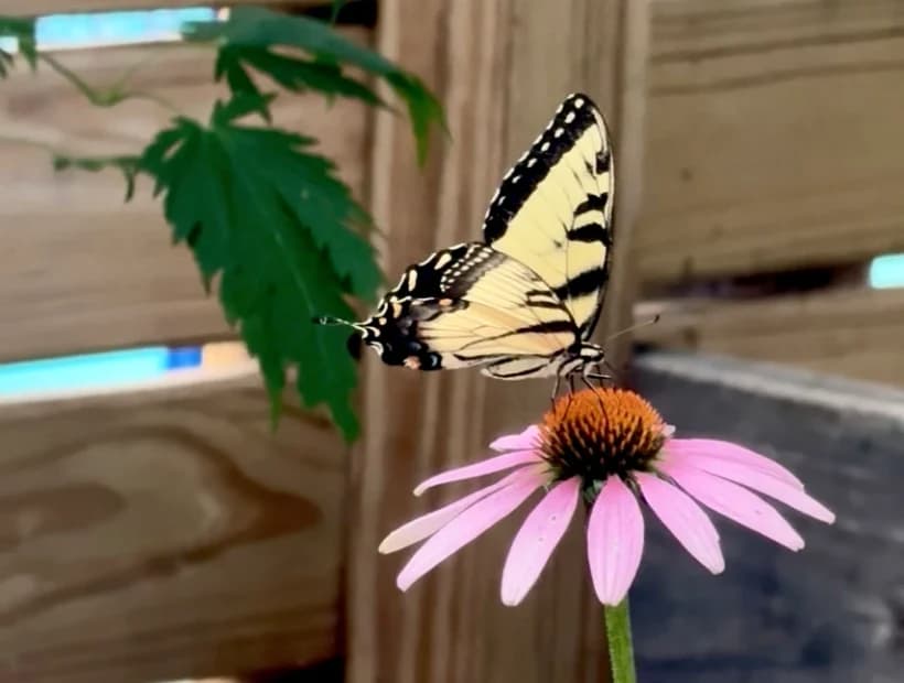 Pollinator Movement selected from Jennica Kassabian's plant and garden photography.