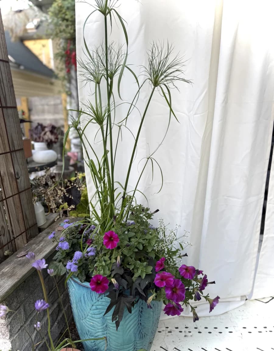 Portrait Or Process selected from Jennica Kassabian's plant and garden photography.