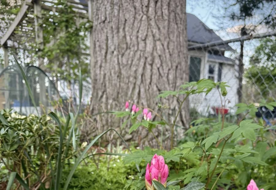 Process Image One selected from Jennica Kassabian's plant and garden photography.