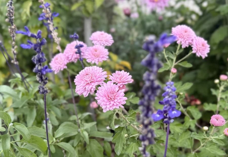 Reimagining selected from Jennica Kassabian's plant and garden photography.