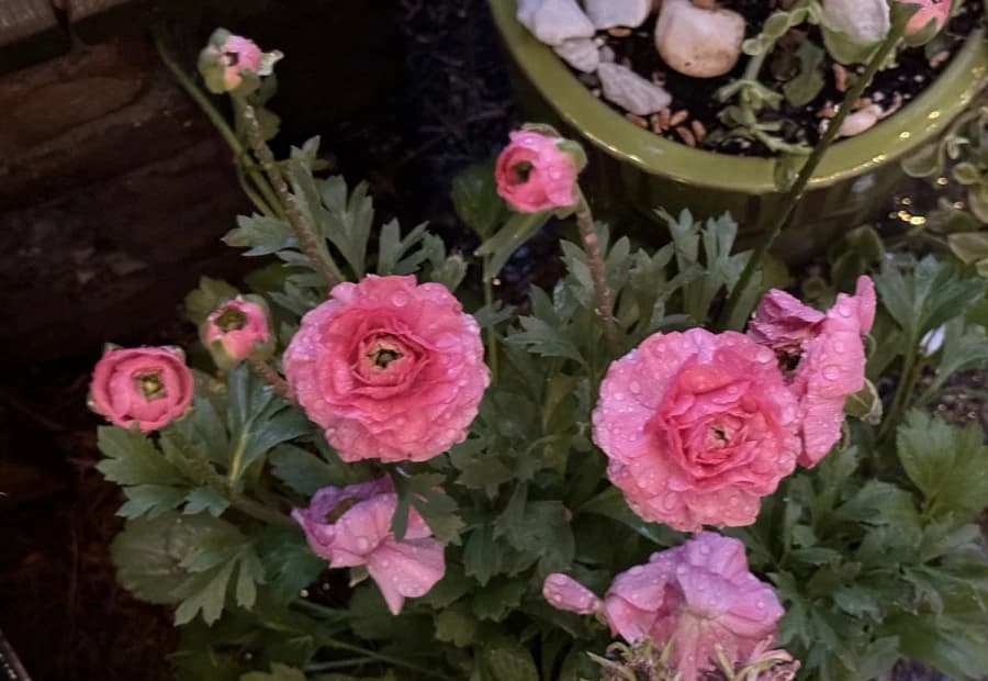 Seasonal Specialty selected from Jennica Kassabian's plant and garden photography.