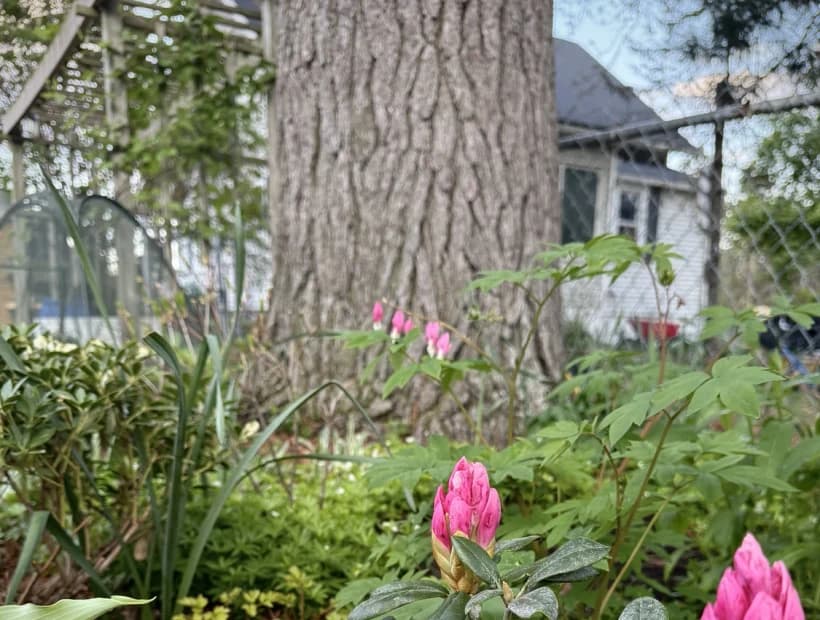 Soft Moon Garden selected from Jennica Kassabian's plant and garden photography.