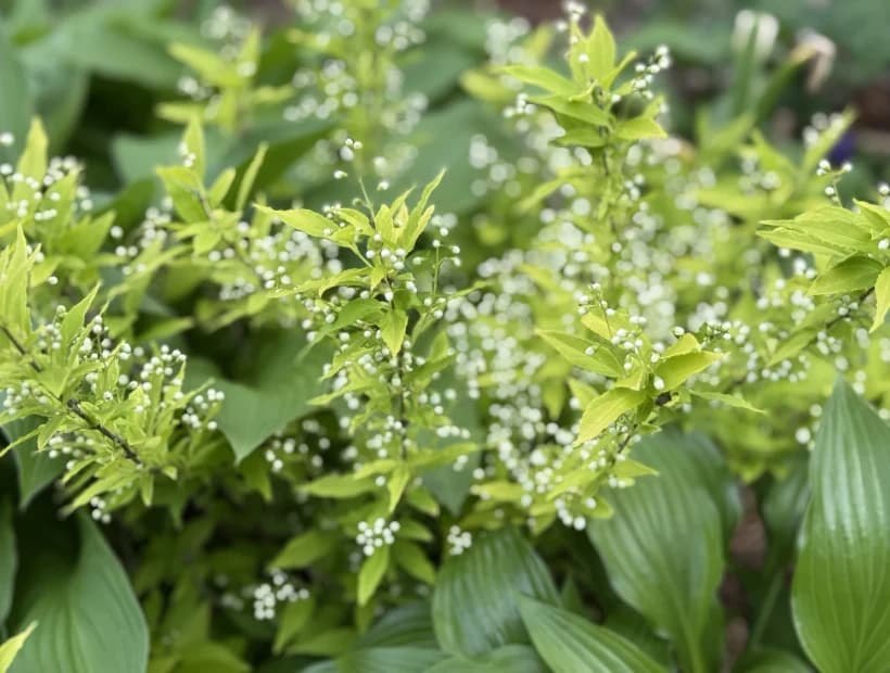 Woodland Texture selected from Jennica Kassabian's plant and garden photography.